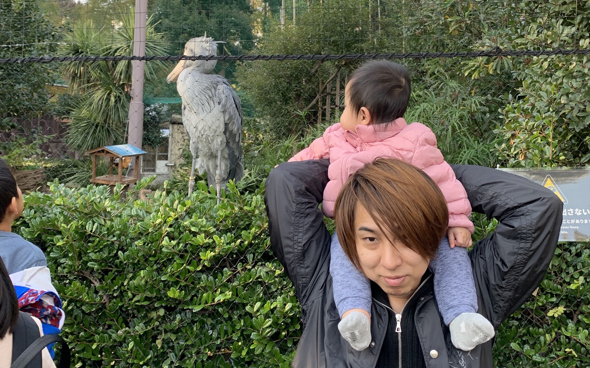 ハシビロコウと